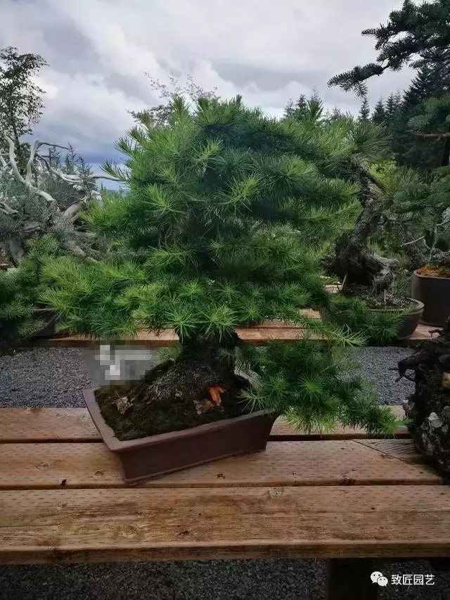 盆景早已走向世界 看看外國人怎樣玩盆景