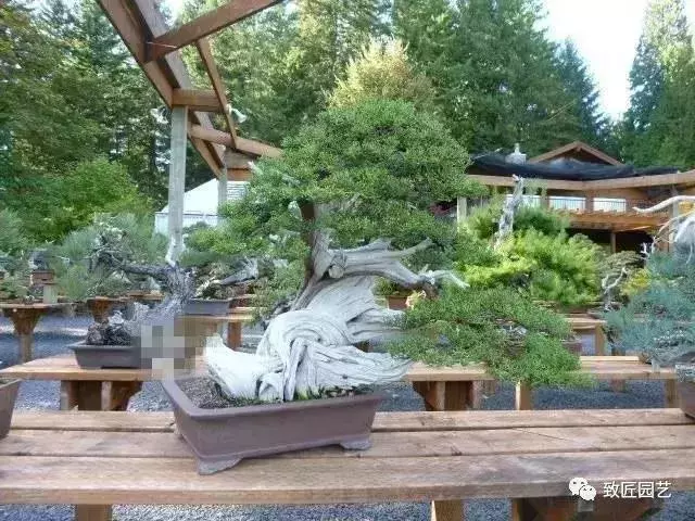 盆景早已走向世界 看看外國人怎樣玩盆景