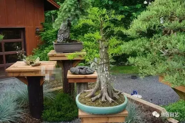 盆景早已走向世界 看看外國人怎樣玩盆景