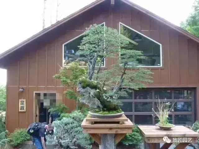 盆景早已走向世界 看看外國人怎樣玩盆景