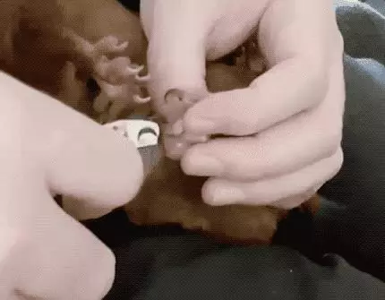 你陪我一程,我念你一生!4年前大叔救了一隻松鼠,卻被它賴了一輩子