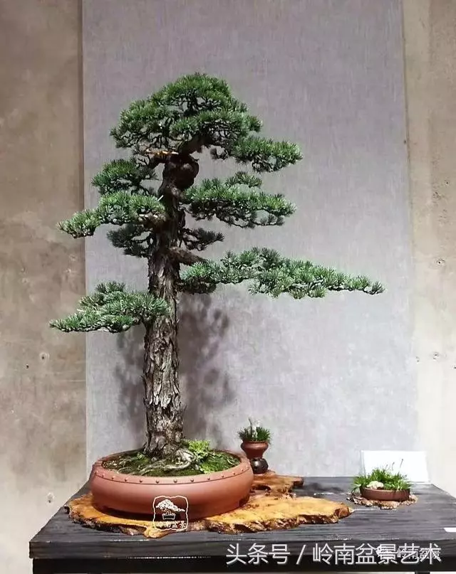 養一盆好樹,旺一家風水,福澤後人!