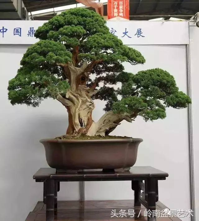 養一盆好樹,旺一家風水,福澤後人!