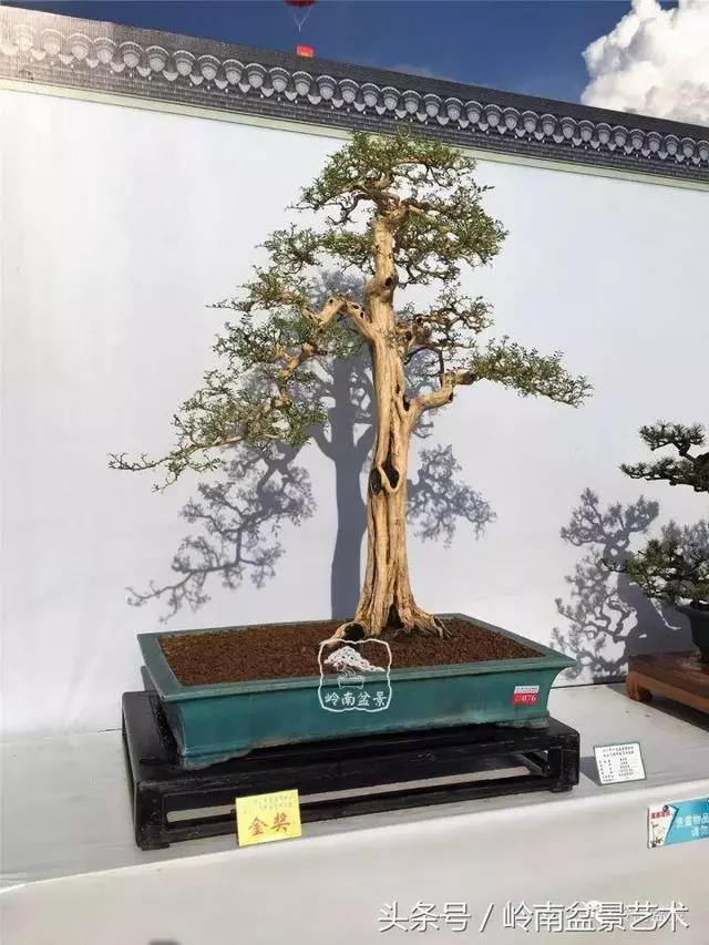 養一盆好樹,旺一家風水,福澤後人!