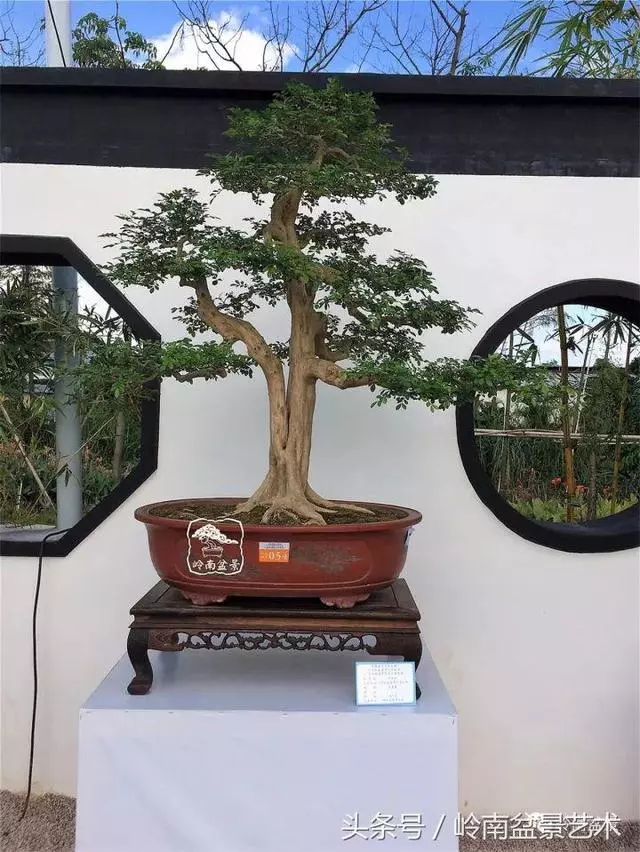 養一盆好樹,旺一家風水,福澤後人!