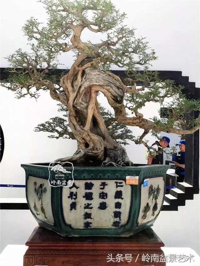 養一盆好樹,旺一家風水,福澤後人!