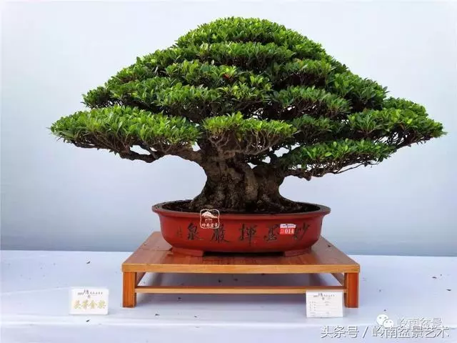 養一盆好樹,旺一家風水,福澤後人!