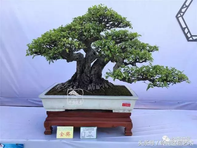 養一盆好樹,旺一家風水,福澤後人!