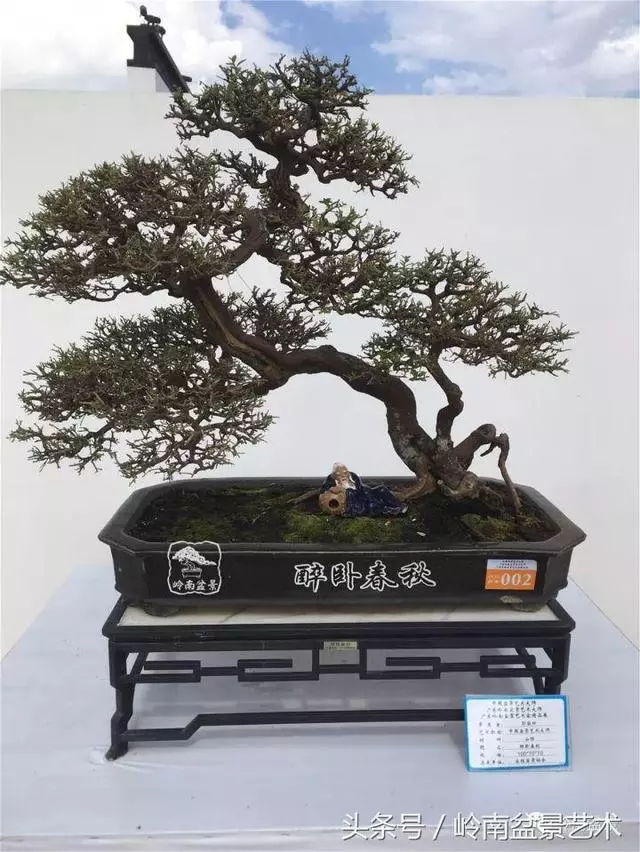 養一盆好樹,旺一家風水,福澤後人!