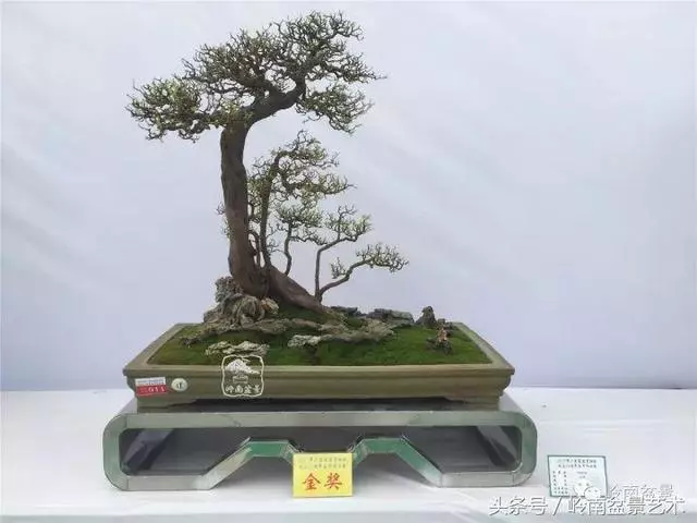 養一盆好樹,旺一家風水,福澤後人!