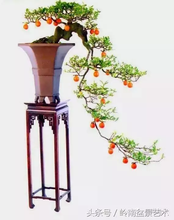 養一盆好樹,旺一家風水,福澤後人!