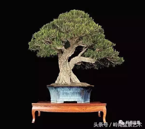 養一盆好樹,旺一家風水,福澤後人!