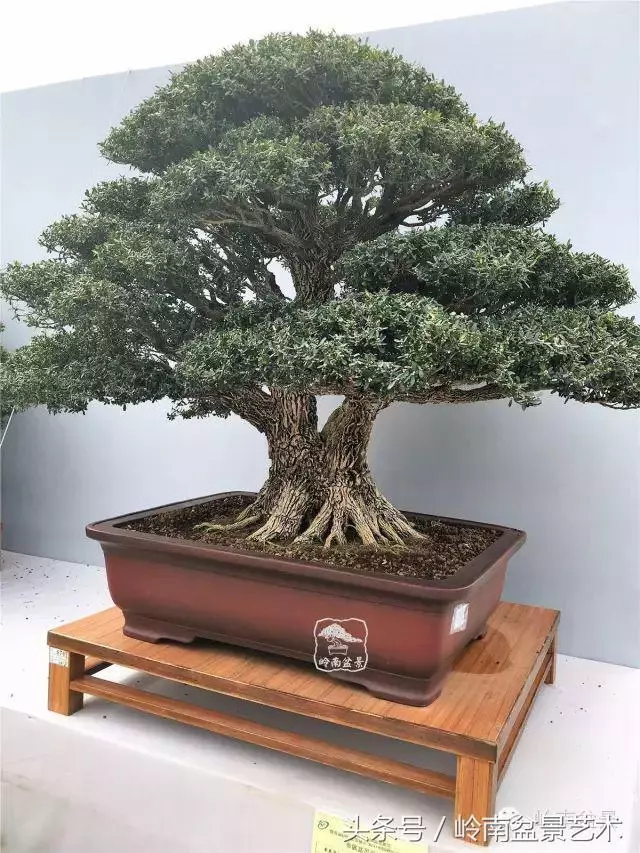 養一盆好樹,旺一家風水,福澤後人!