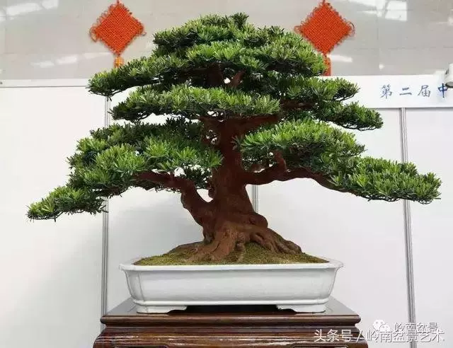 養一盆好樹,旺一家風水,福澤後人!