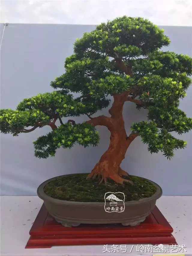 養一盆好樹,旺一家風水,福澤後人!
