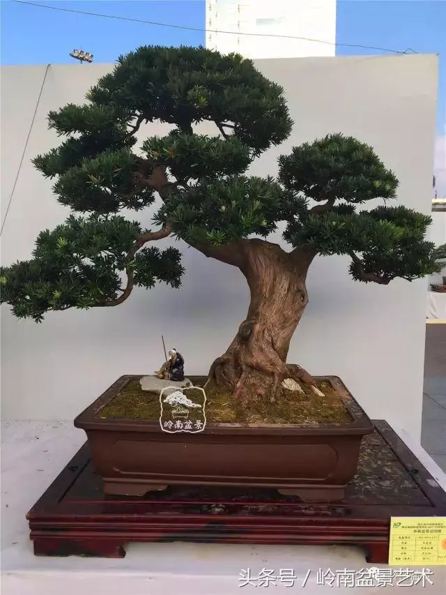 養一盆好樹,旺一家風水,福澤後人!