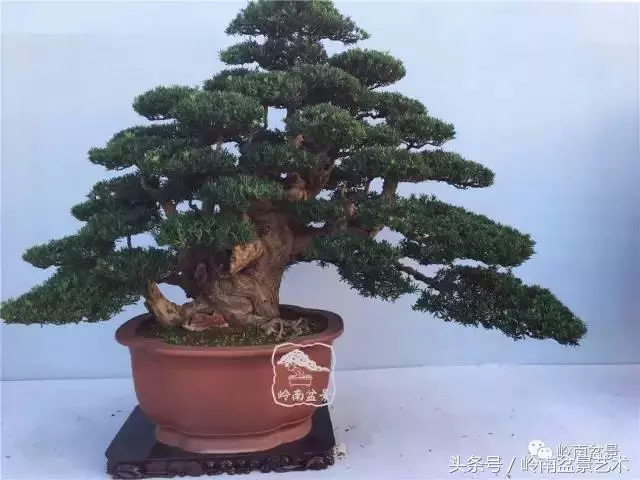 養一盆好樹,旺一家風水,福澤後人!