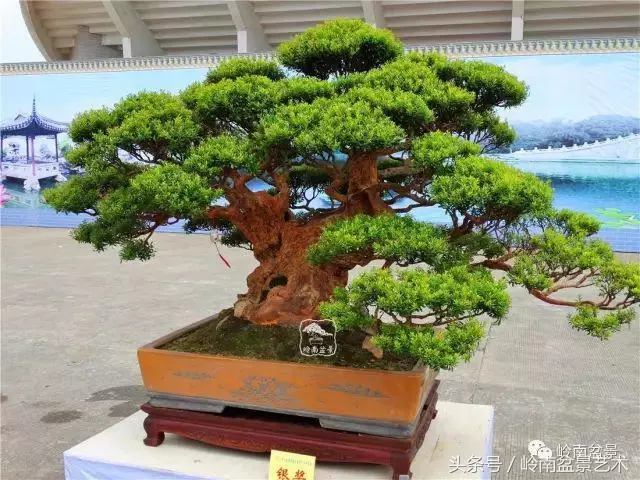 養一盆好樹,旺一家風水,福澤後人!