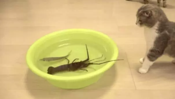 給貓咪們帶回只龍蝦,三小隻輪番上陣