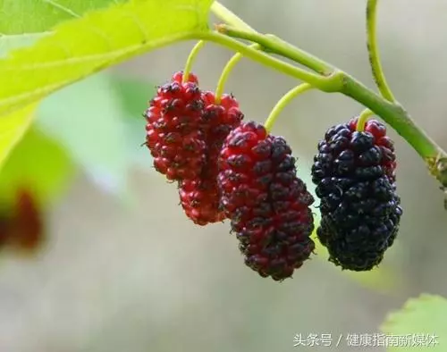 食物界裡「人參」多。