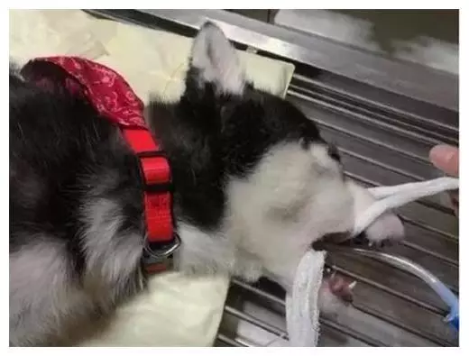 二哈兩天不吃飯了,帶去給醫生一查,主人:吃了有2萬多