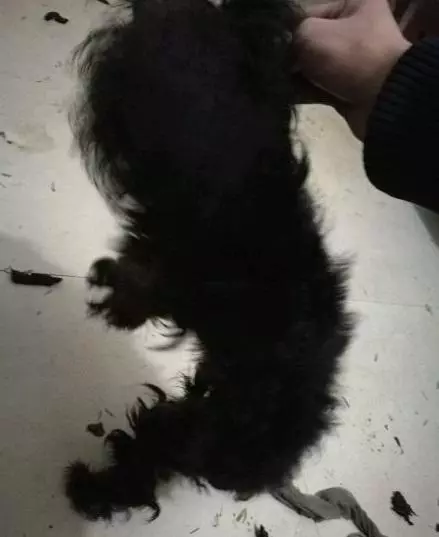 男子去外地出差,將一隻泰迪放在家裡,獨自生活了半個月