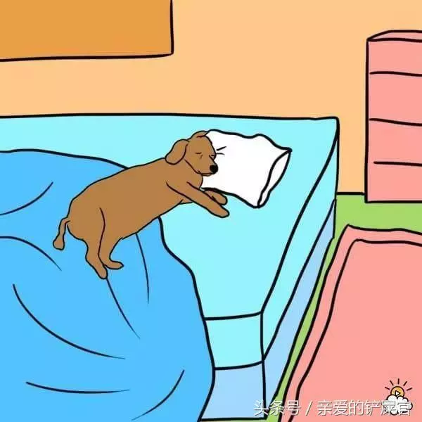 當狗狗出現這些行為時不要懊惱,這都是它們愛你的表現