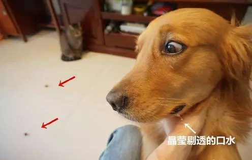 那是偶的...主人肉乾放地上訓練金金 喵喵「路過一口吃掉」它崩潰:嗚肉肉還來~