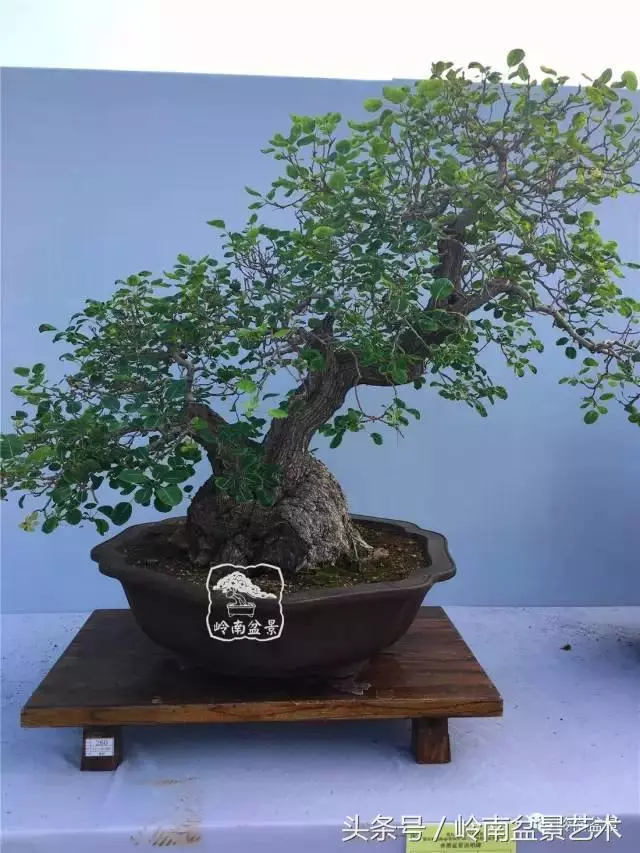 雜木盆景不賤,一樣成就經典!