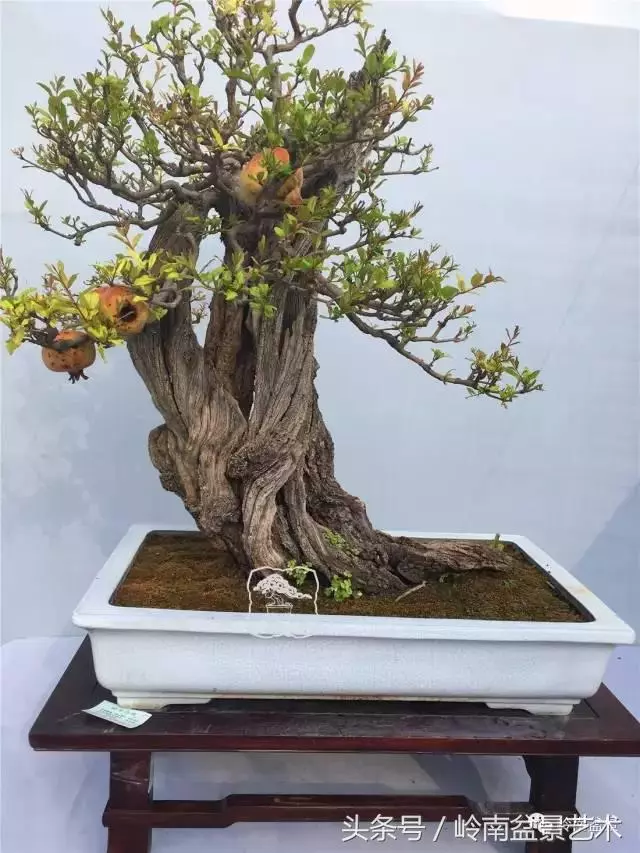 雜木盆景不賤,一樣成就經典!