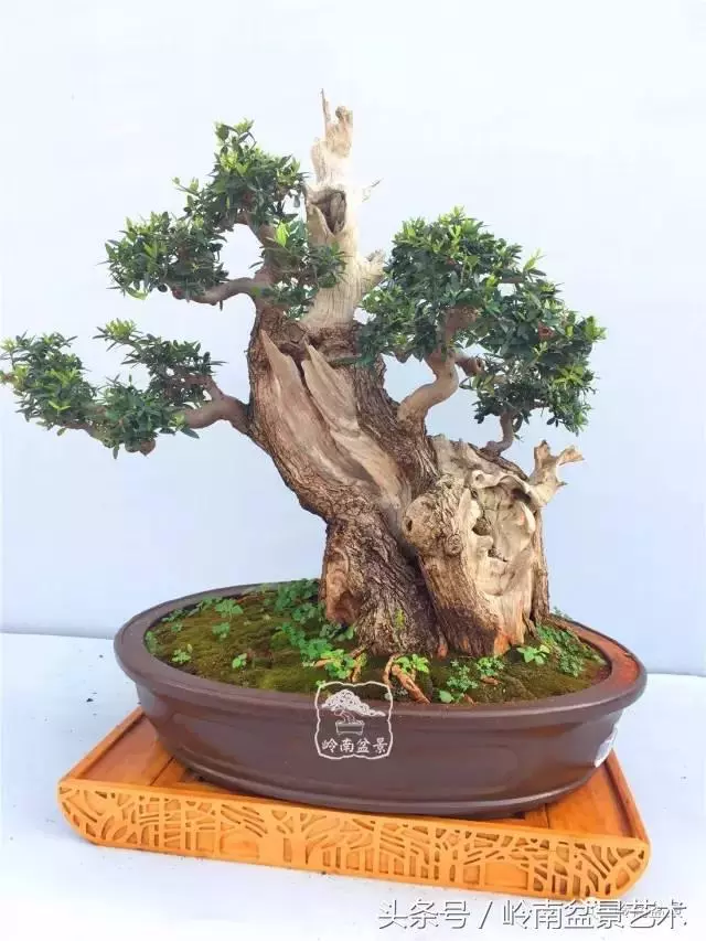 雜木盆景不賤,一樣成就經典!