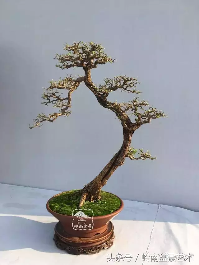 雜木盆景不賤,一樣成就經典!