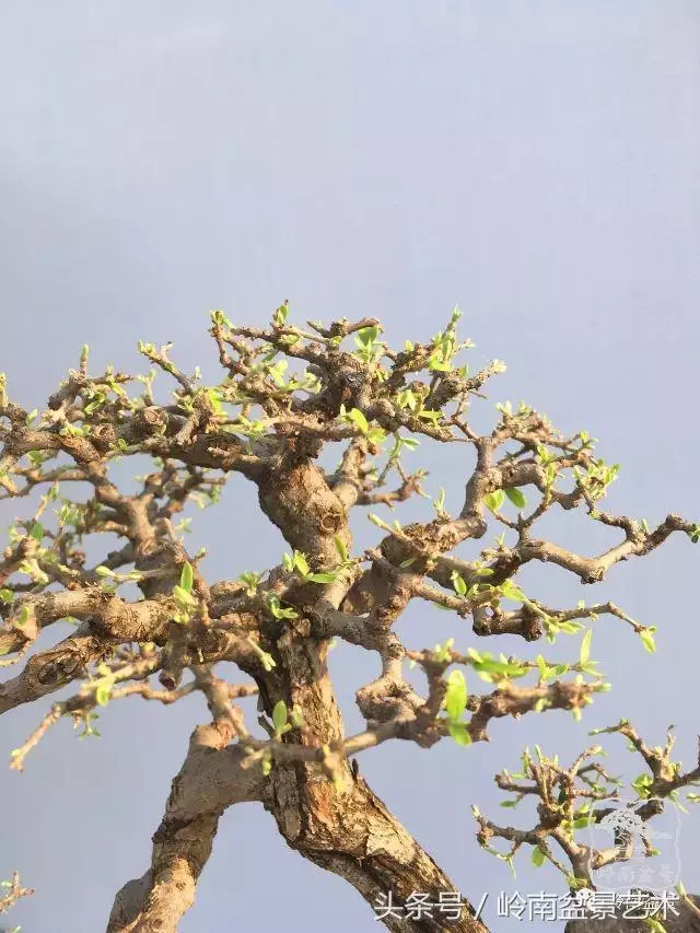 雜木盆景不賤,一樣成就經典!