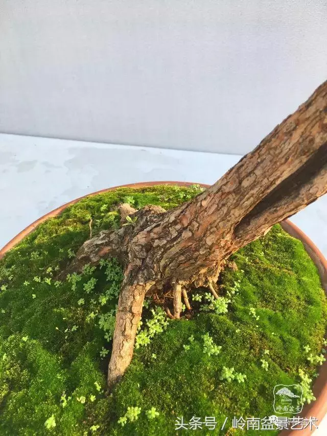 雜木盆景不賤,一樣成就經典!