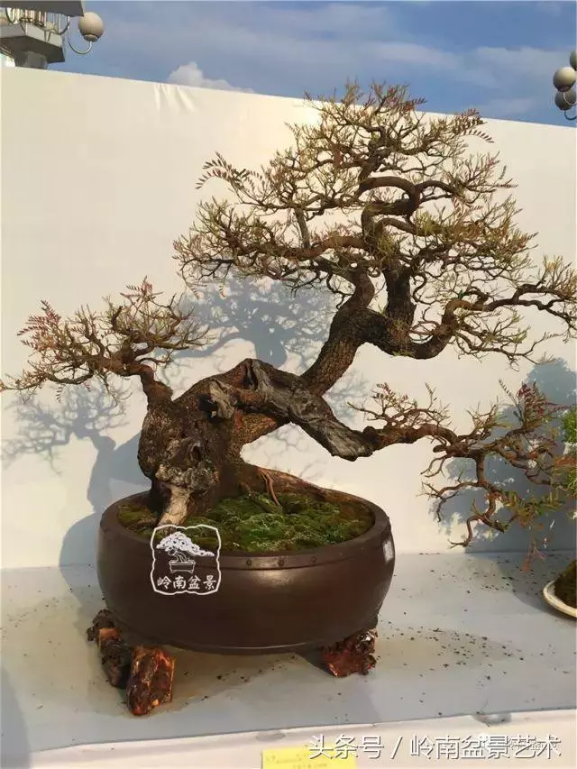 雜木盆景不賤,一樣成就經典!