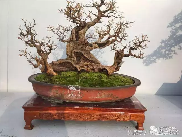雜木盆景不賤,一樣成就經典!