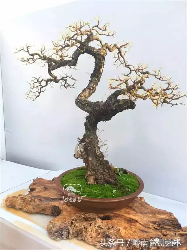 雜木盆景不賤,一樣成就經典!
