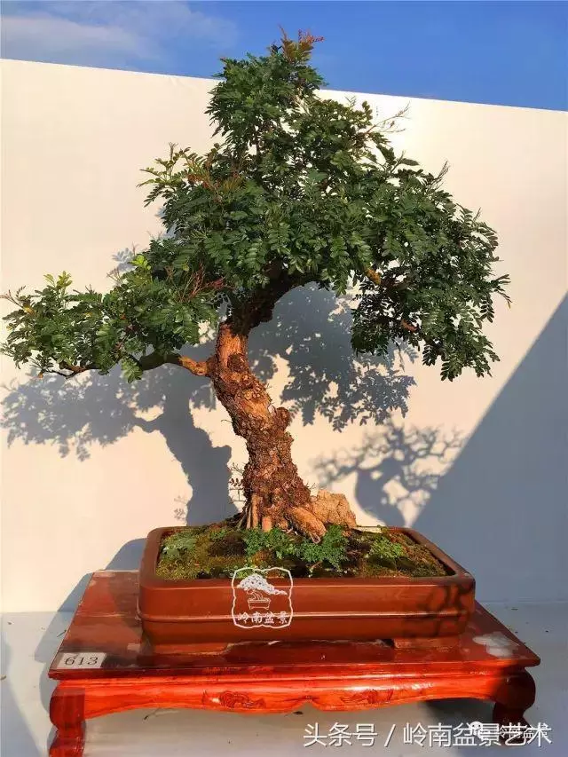 雜木盆景不賤,一樣成就經典!