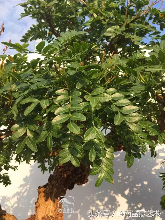 雜木盆景不賤,一樣成就經典!