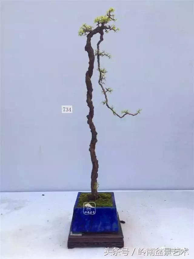 雜木盆景不賤,一樣成就經典!