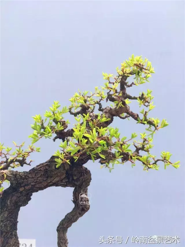 雜木盆景不賤,一樣成就經典!