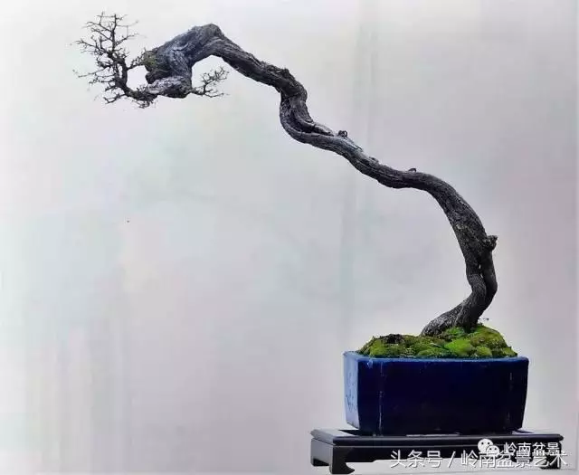 雜木盆景不賤,一樣成就經典!