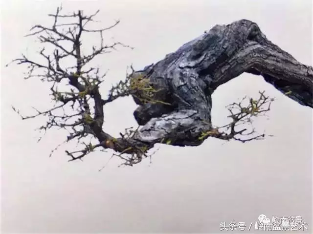 雜木盆景不賤,一樣成就經典!