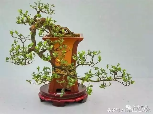 雜木盆景不賤,一樣成就經典!