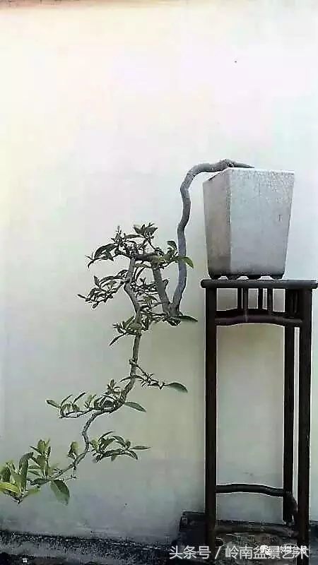 雜木盆景不賤,一樣成就經典!