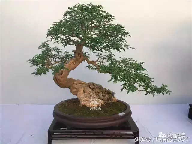 雜木盆景不賤,一樣成就經典!