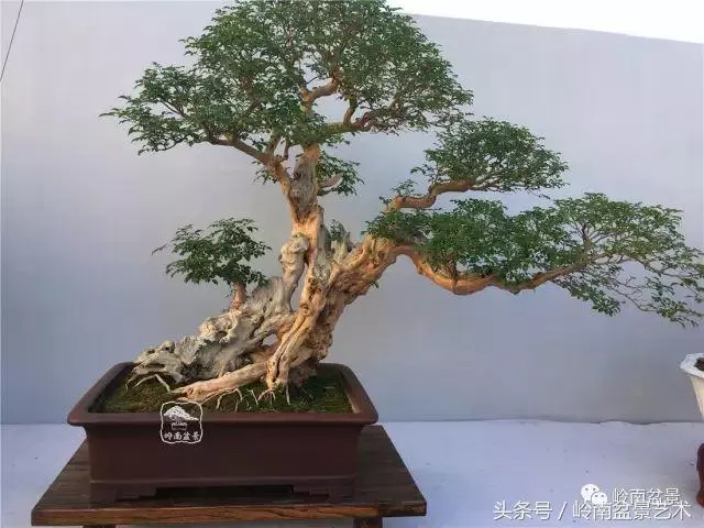 雜木盆景不賤,一樣成就經典!