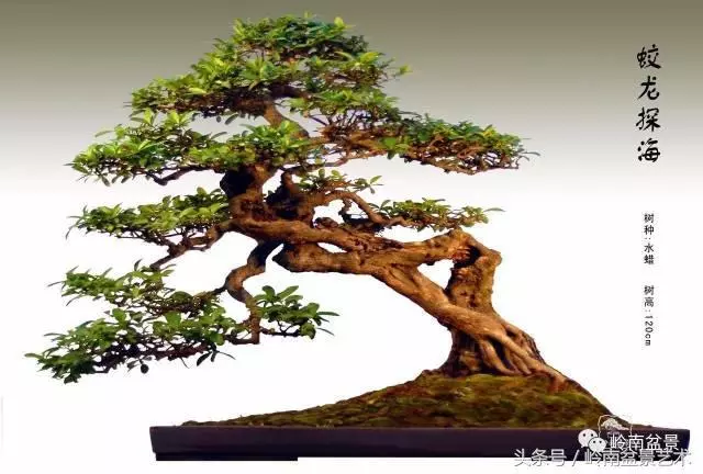 雜木盆景不賤,一樣成就經典!
