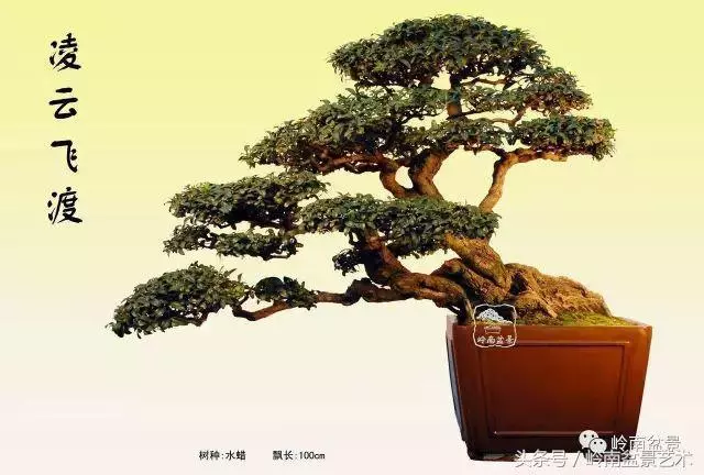 雜木盆景不賤,一樣成就經典!