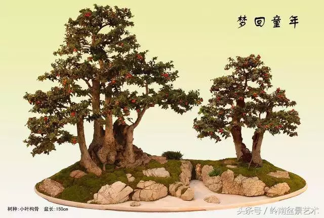 雜木盆景不賤,一樣成就經典!